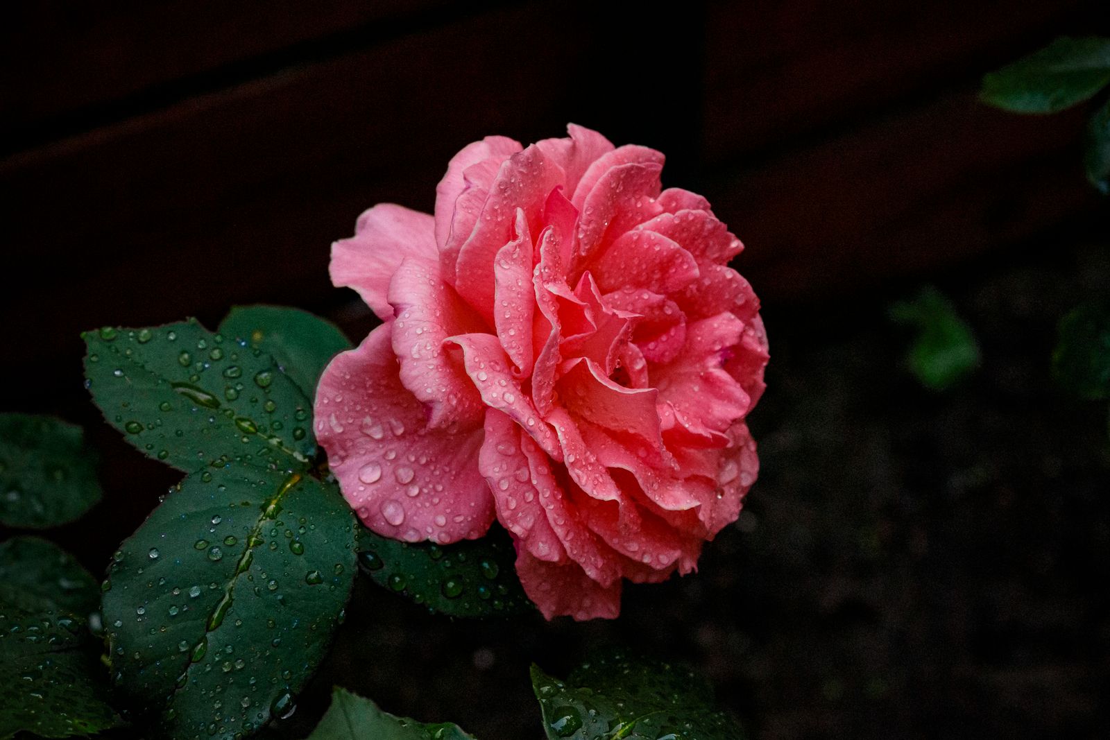 Dew on a Red Rose · Free Stock Photo