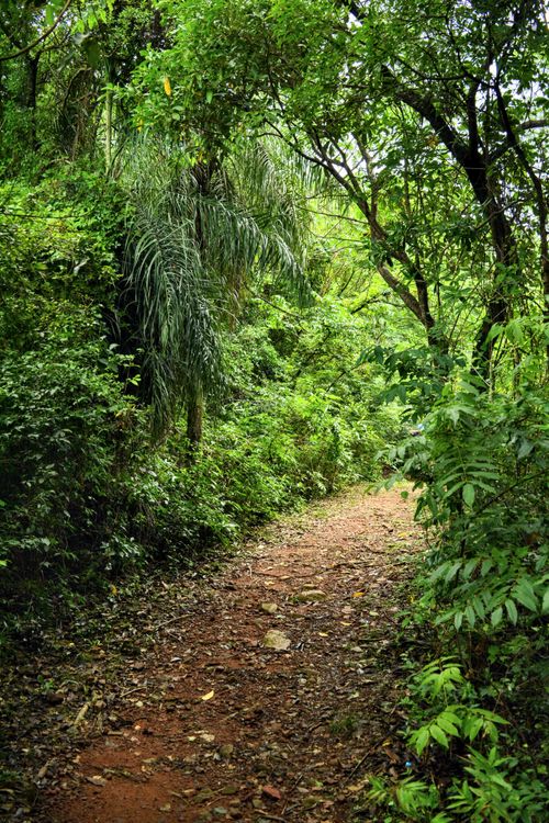Free Walking trail in the woods Stock Photo