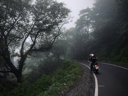 Foto stok gratis angkutan, hutan, jalan