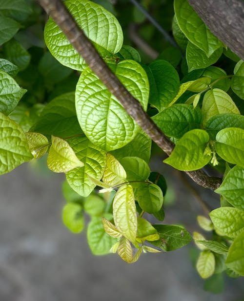 Close-up of Fresh Green Leaves and Branches 