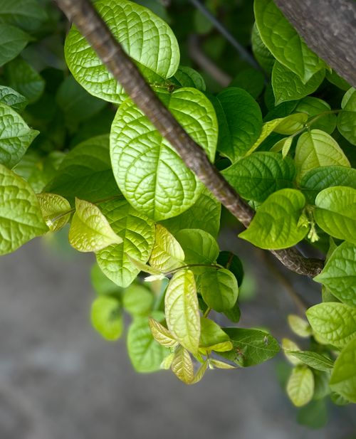 Free Close-up view of vibrant green leaves on a tree branch, symbolizing growth and freshness. Stock Photo