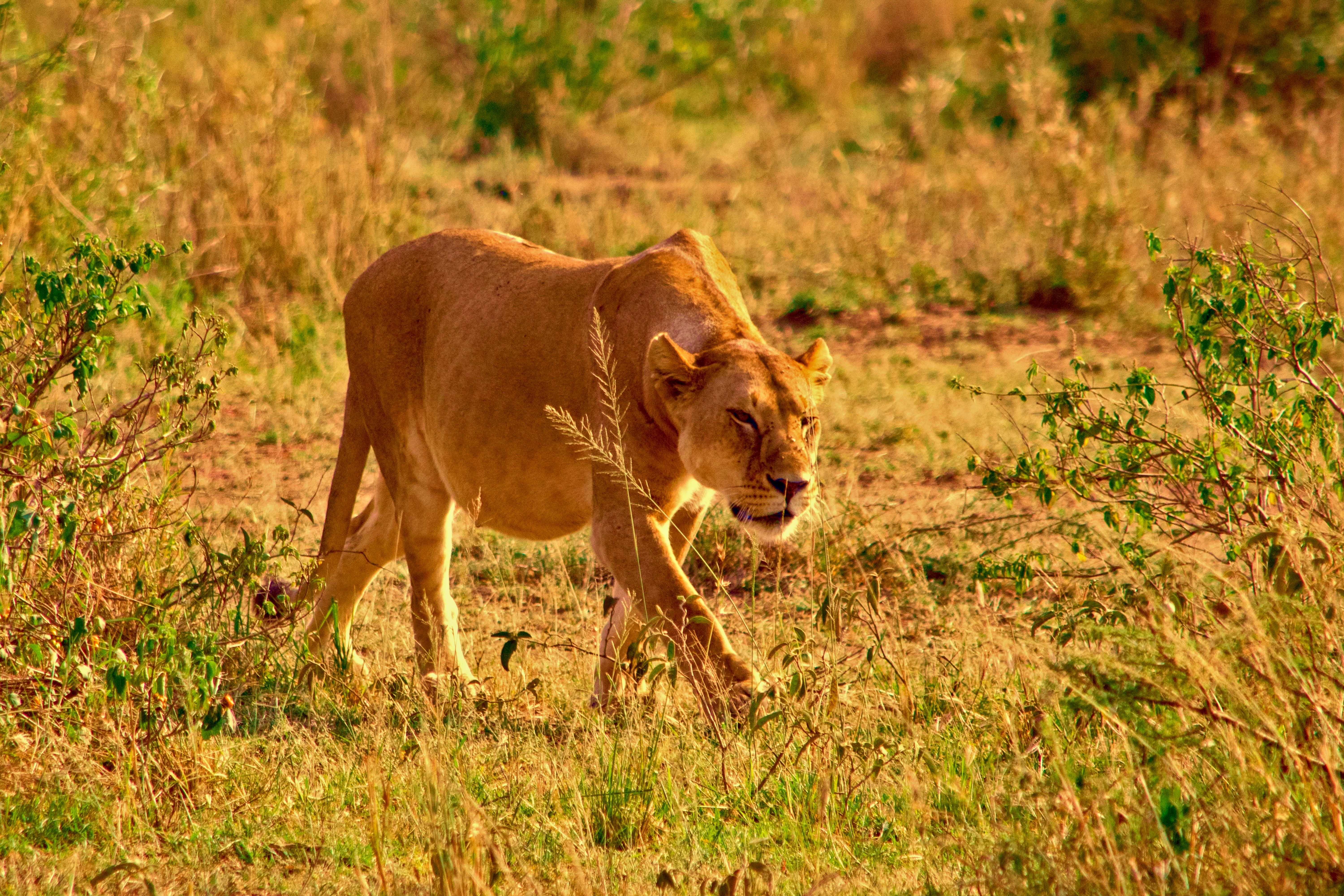 A majestic lioness prowls the Mara grassland, embodying the essence of safari wildlife.
