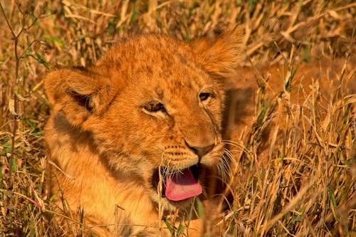 Free Lion Yawning on Savannah Stock Photo