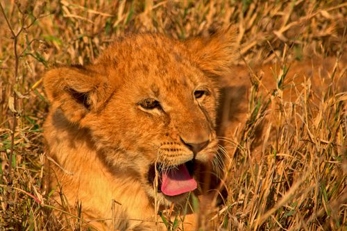 Free A young lion cub lying in the dry grass of the Mara region in Tanzania, showcasing its tranquil side. Stock Photo