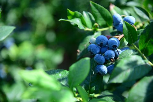 Free Vivid close-up of ripe blueberries on a bush, showcasing lush green foliage. Stock Photo