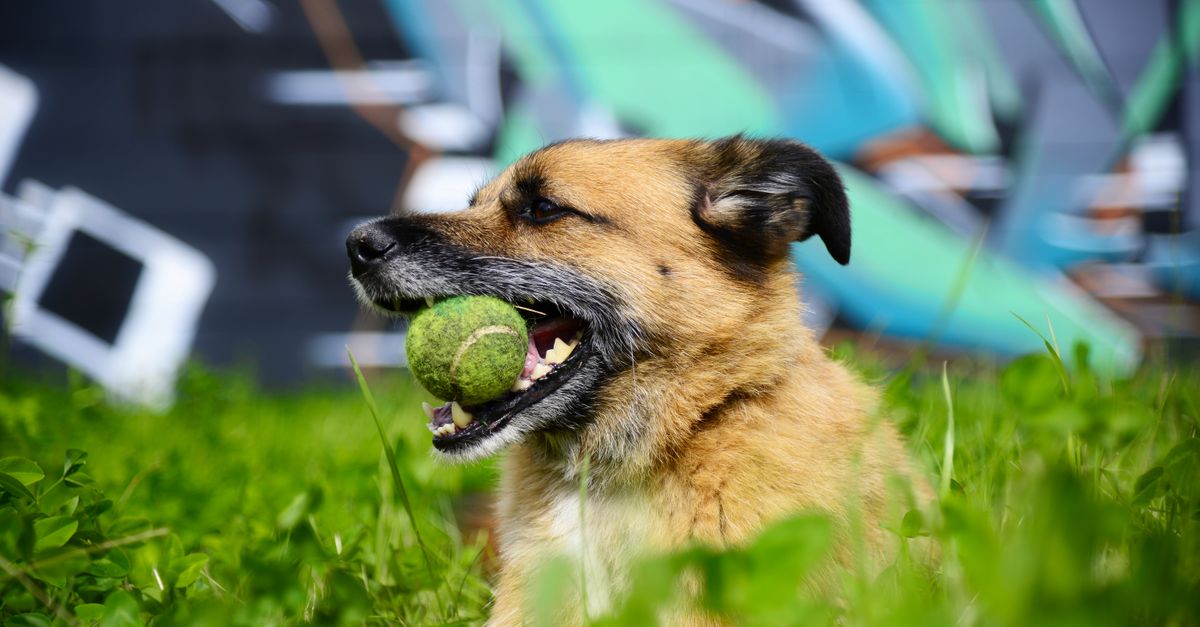 Dog Holding Tennis Ball · Free Stock Photo