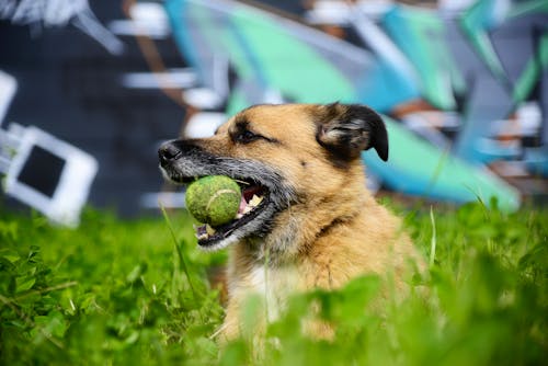 Free Dog Holding Tennis Ball Stock Photo