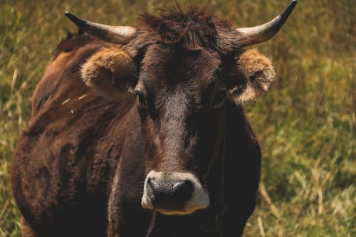 Portrait of Cow