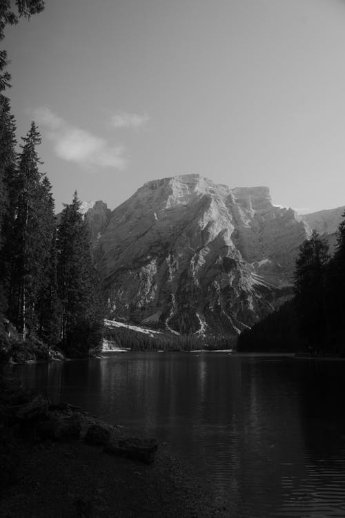 Foto d'estoc gratuïta de blanc i negre, bosc, cel clar