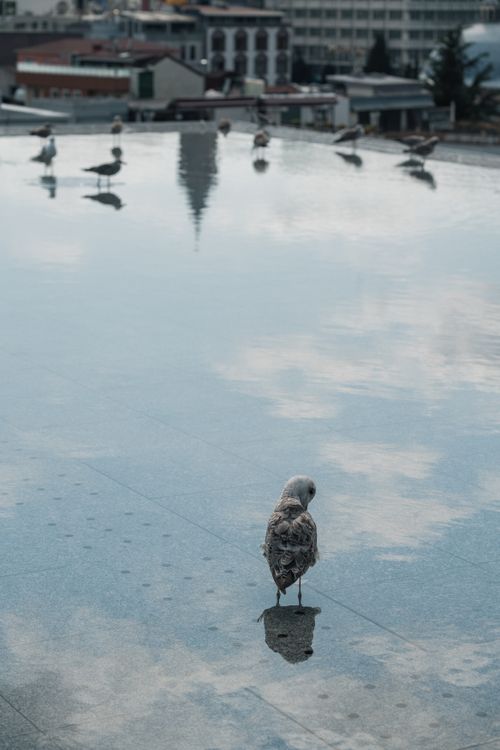 Free Birds gather on a reflective wet surface in an urban setting, creating a serene scene. Stock Photo