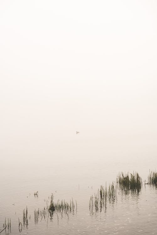 A bird is flying over the water in the fog