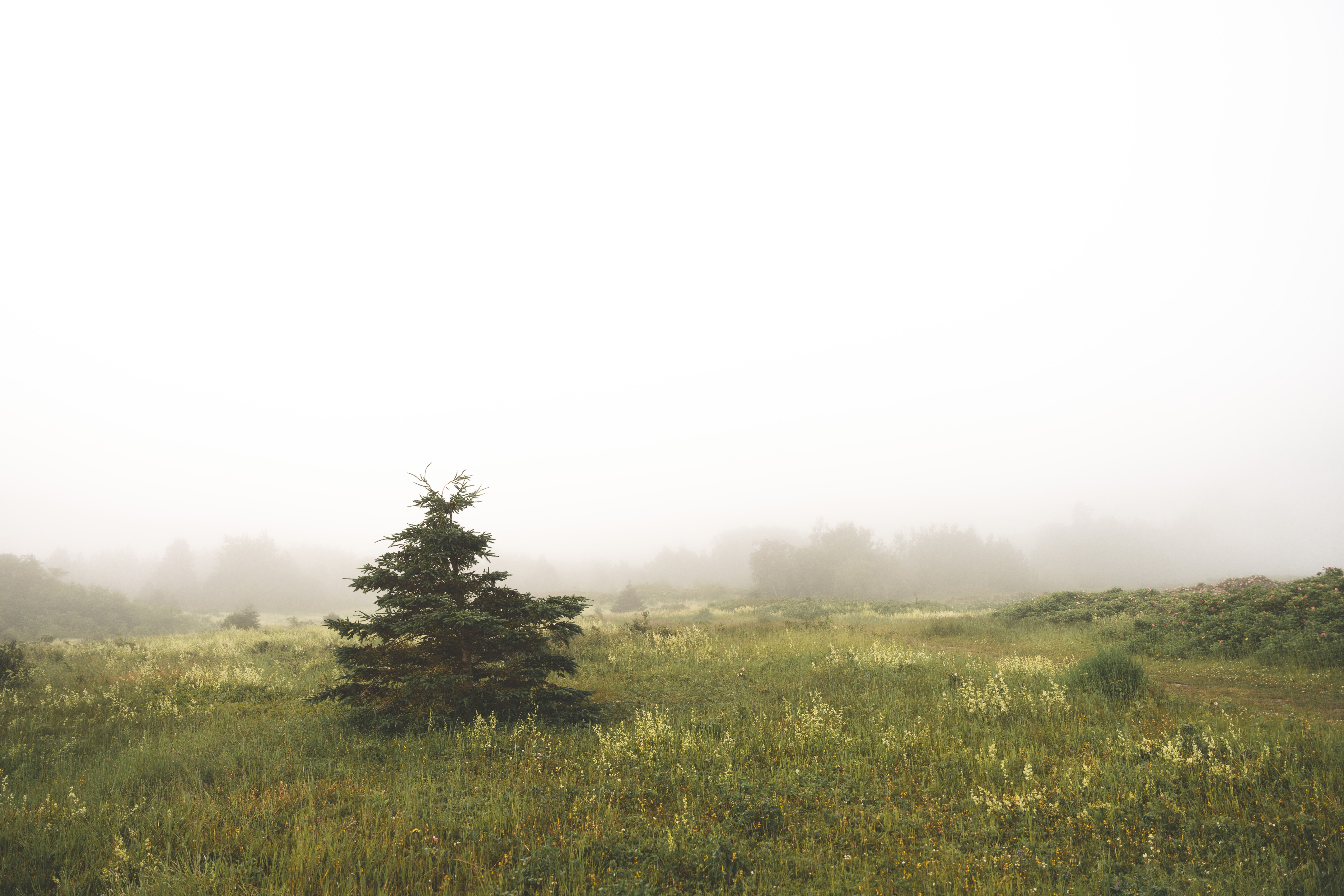 A lone pine tree in a foggy field · Free Stock Photo