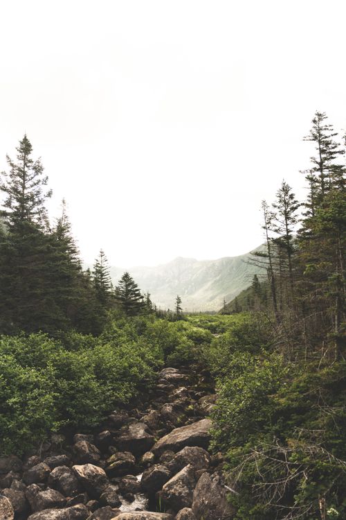 Free Tranquil view of a rocky stream flowing through a lush, green forest under a cloudy sky in a mountainous region. Stock Photo