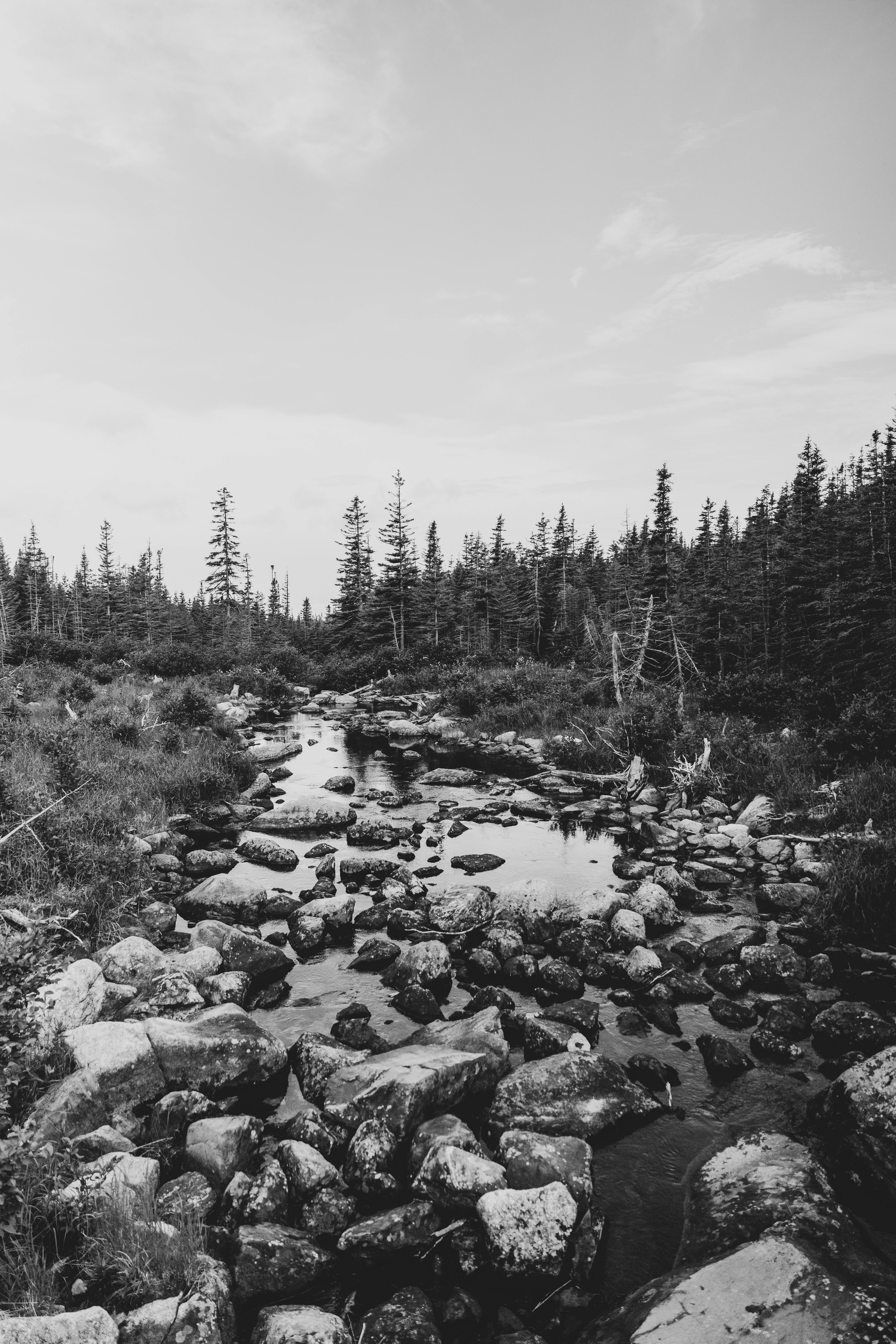 A calming black and white photo of a rocky stream flowing through a dense forest, evoking tranquility.