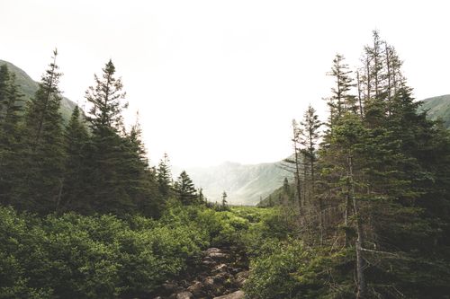 Free Beautiful view of a lush forest and mountains, perfect for nature-themed projects. Stock Photo