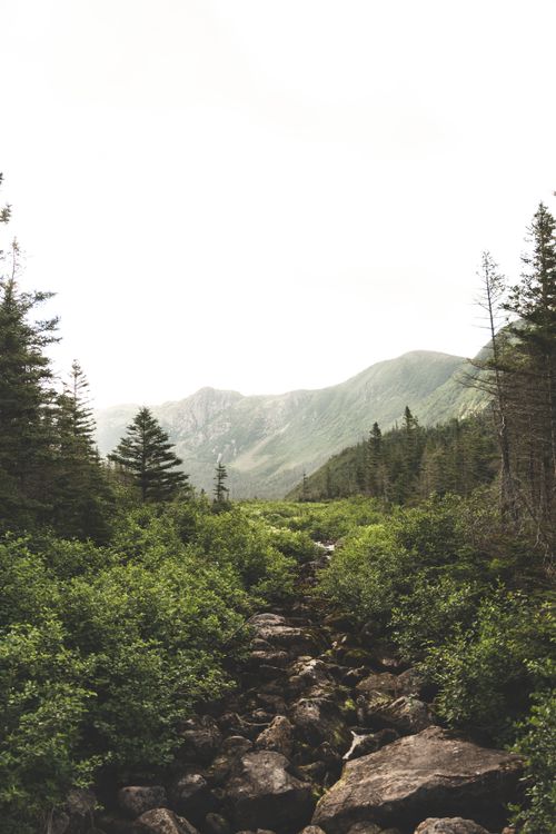 Free Experience the tranquility of a mountain stream surrounded by lush green forests and majestic mountains. Stock Photo