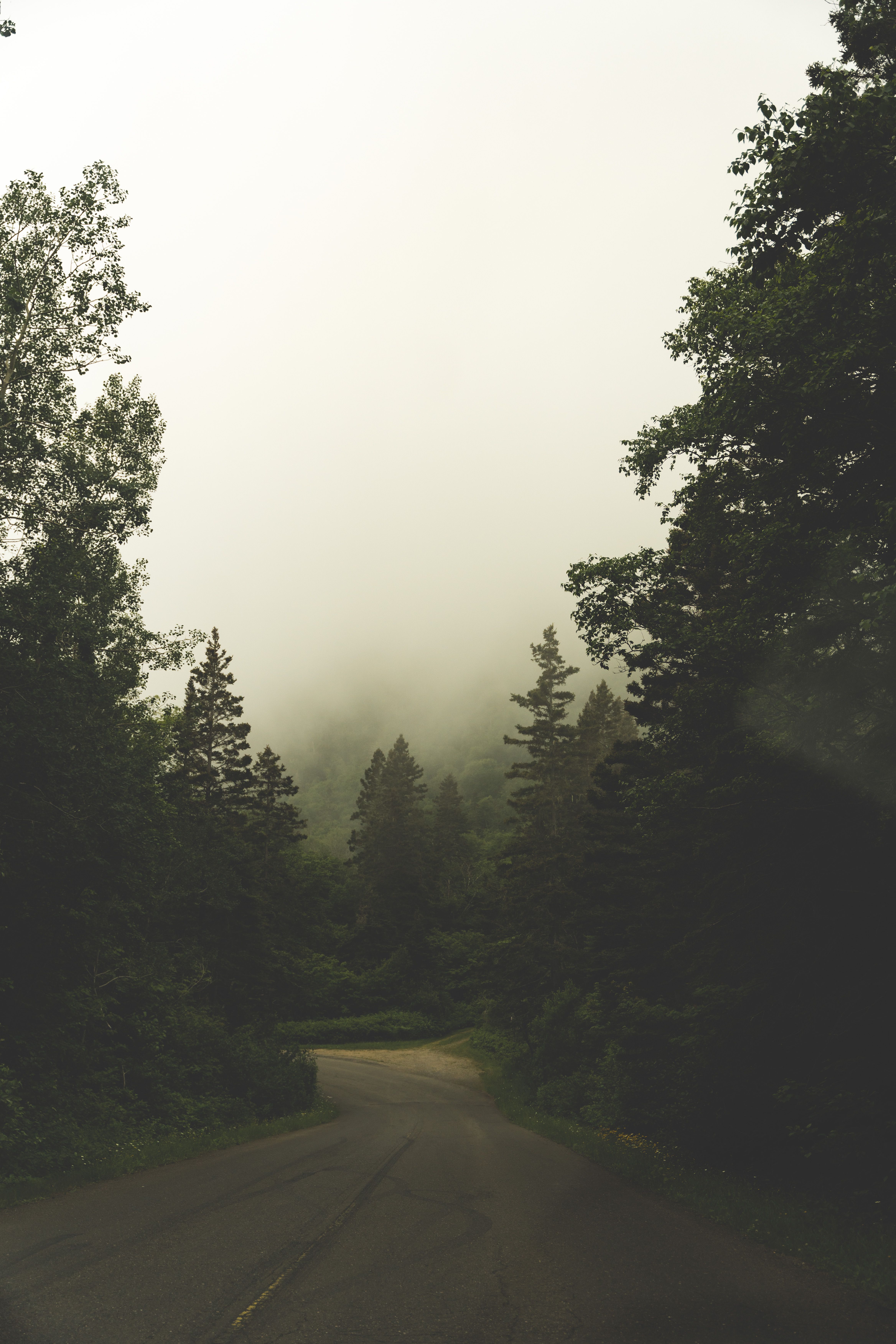 A road in the woods with fog and trees · Free Stock Photo