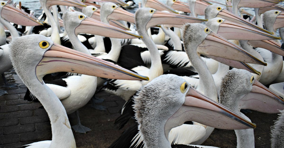 Free stock photo of pelicans