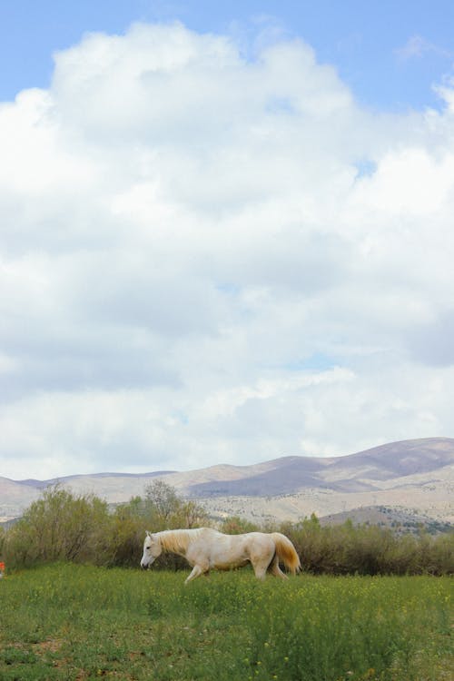 A White Horse on a Grass Field in Mountains 