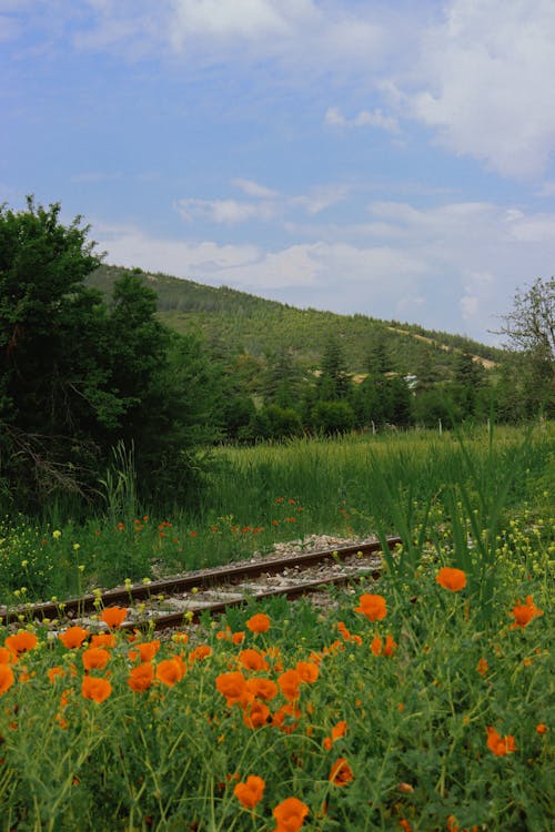 Rail Tracks and Meadow with Poppies