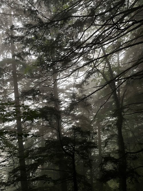 Pine Trees in a Dark Foggy Forest