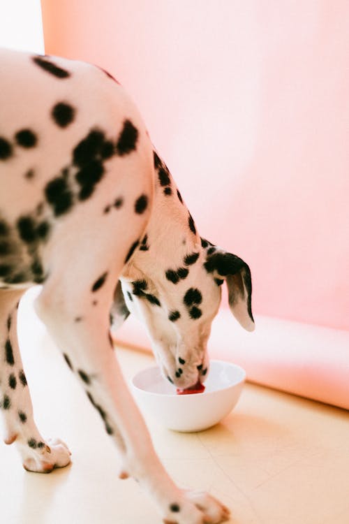 Photo of Dalmatian Dog Drinking on Bowl