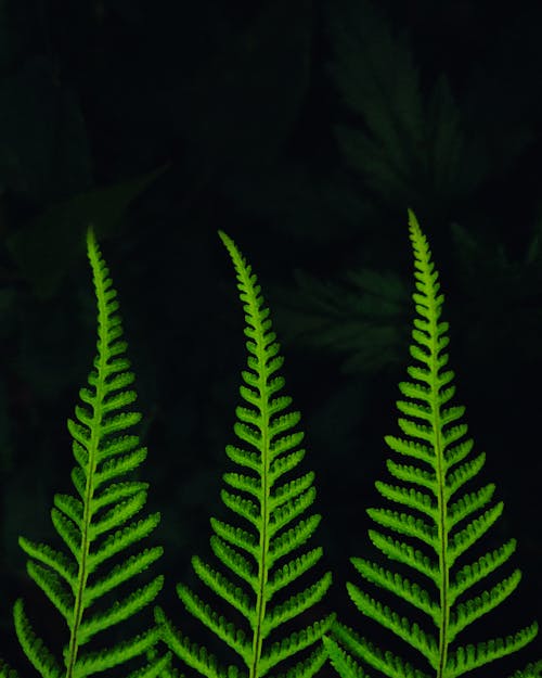 나뭇잎, 무성한, 밝은 녹색의 무료 스톡 사진