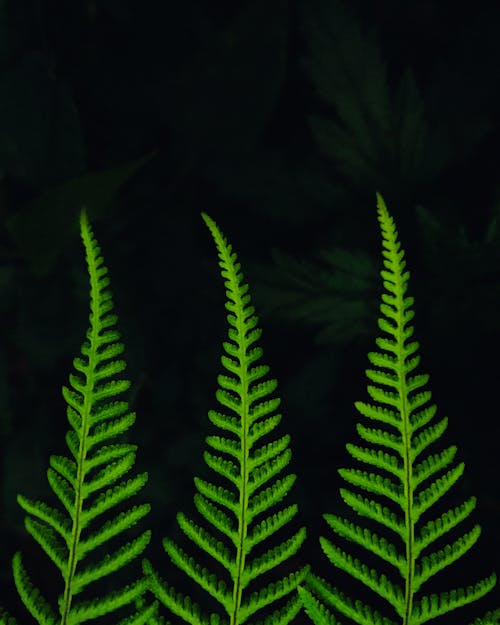 Free Bright Green Fern Leaves  Stock Photo