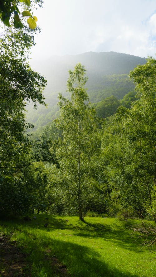 Fotos de stock gratuitas de árboles verdes, bosque, crecimiento