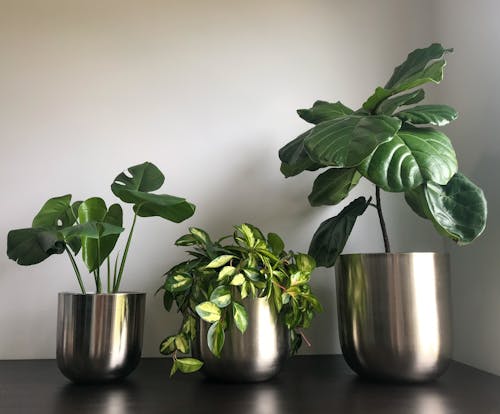 Plants on a Table