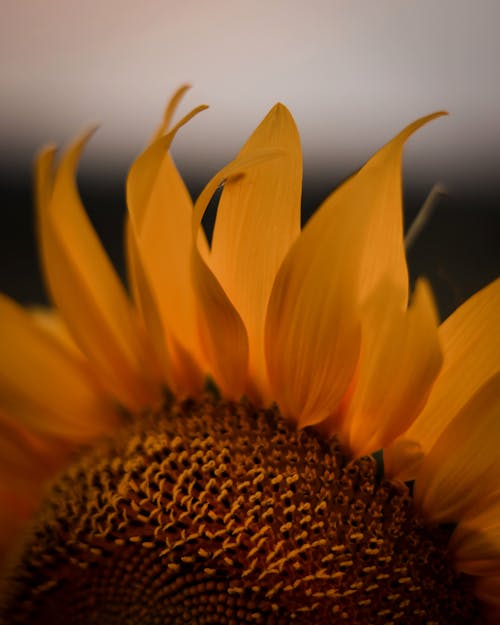 Petals of a Blooming Sunflower