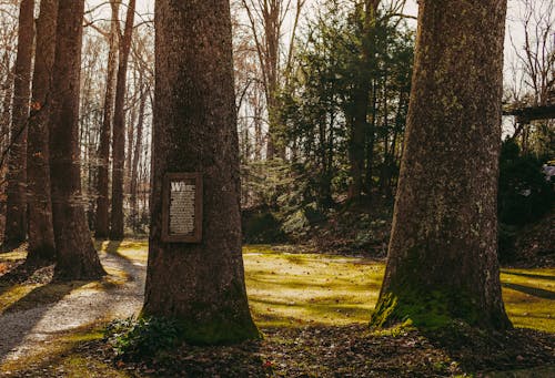 Arbres Sur Terrain En Herbe