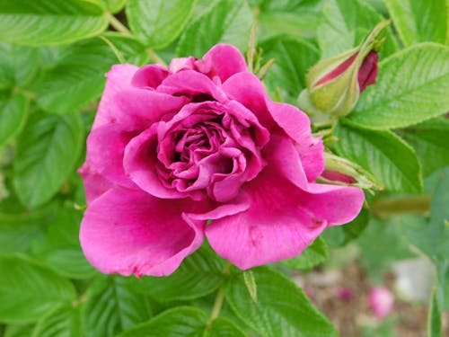คลังภาพถ่ายฟรี ของ การเจริญเติบโต, ดอกกุหลาบสีชมพู, ดอกตูม