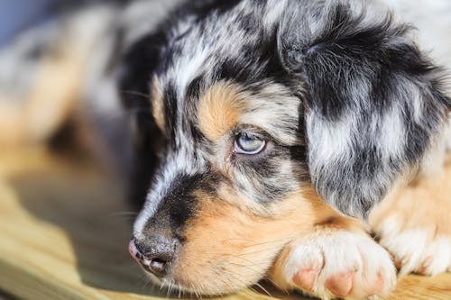 Free stock photo of australian shepherd, puppy