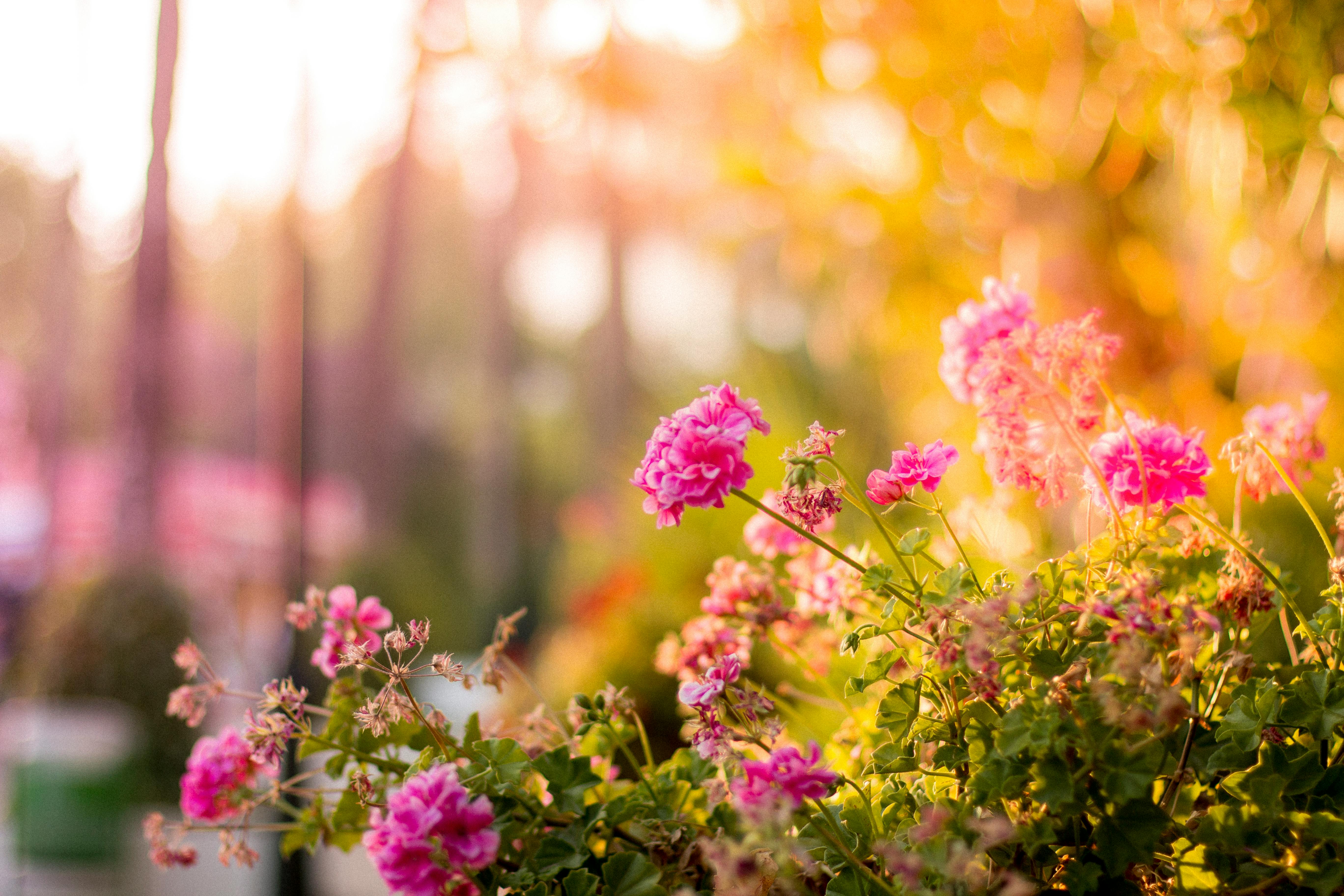 Spring Flowers Scenery HD Wallpapers Free Download ...