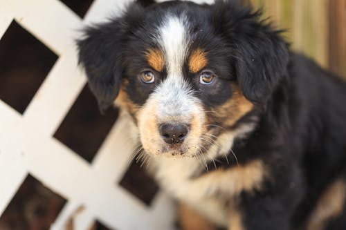 Free stock photo of australian shepherd, puppy