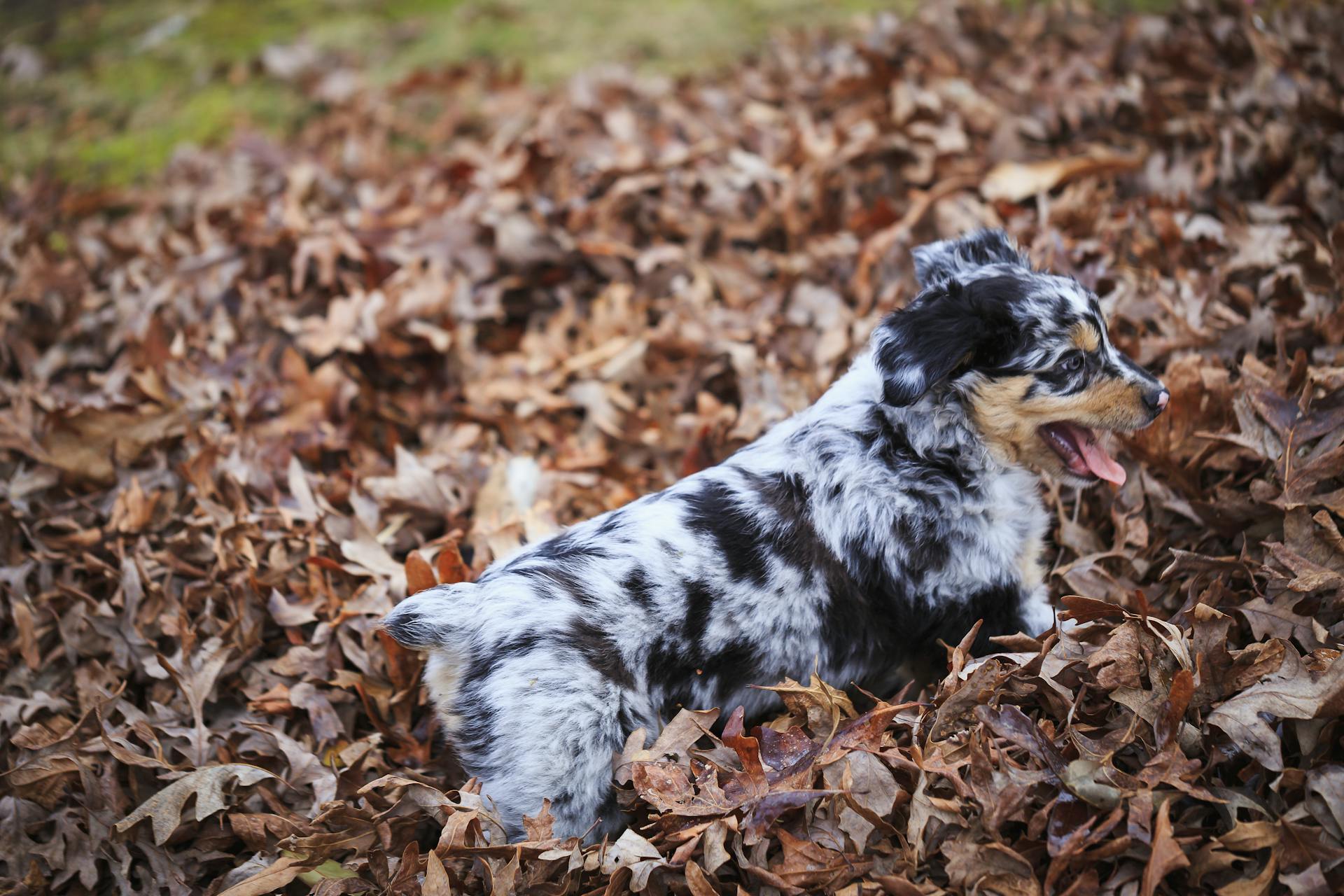 Australiensisk herdehund på torra löv