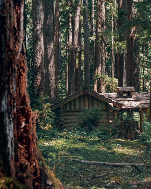 An Old Cabin in a Forest 