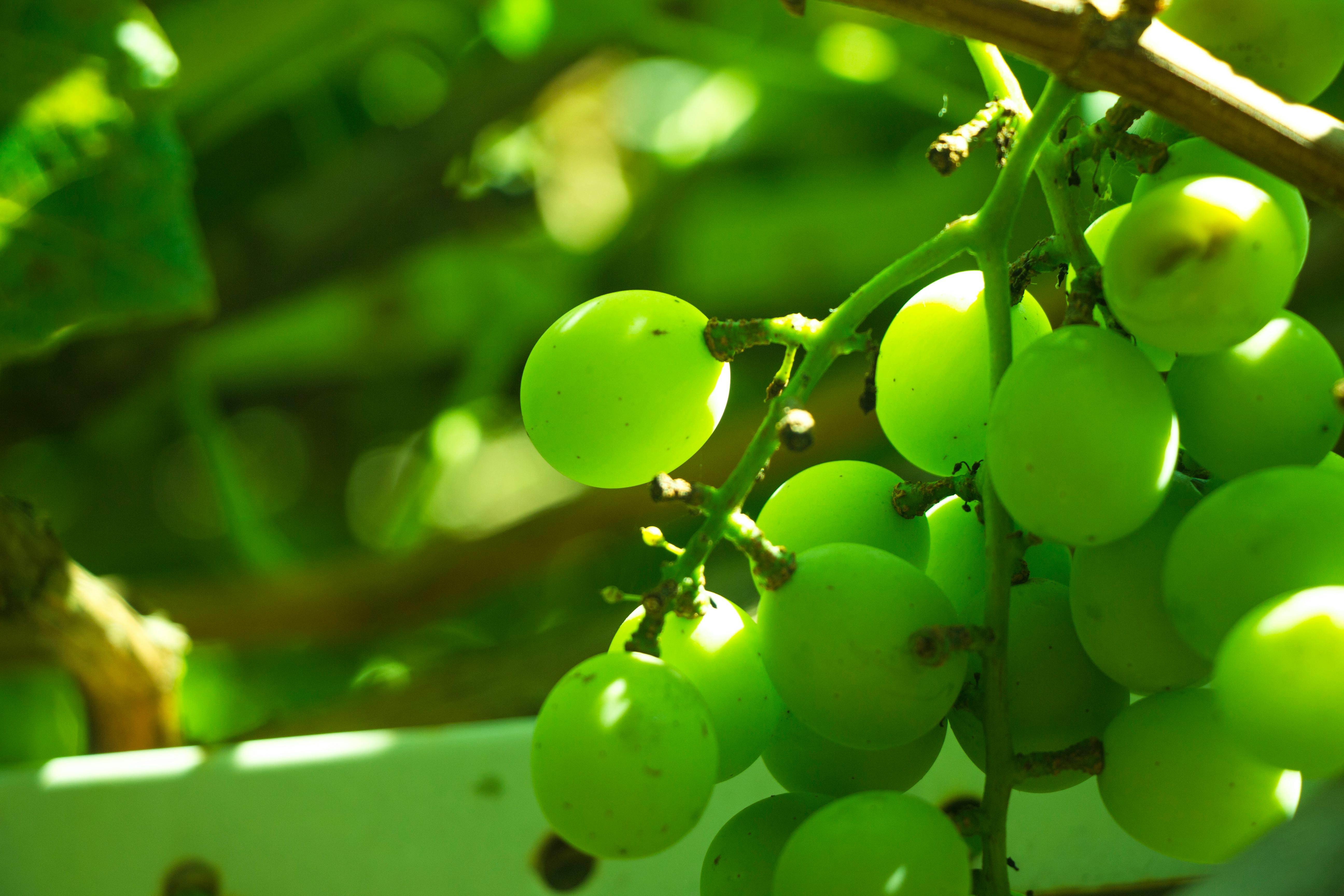 Free stock photo of grape, green, nature