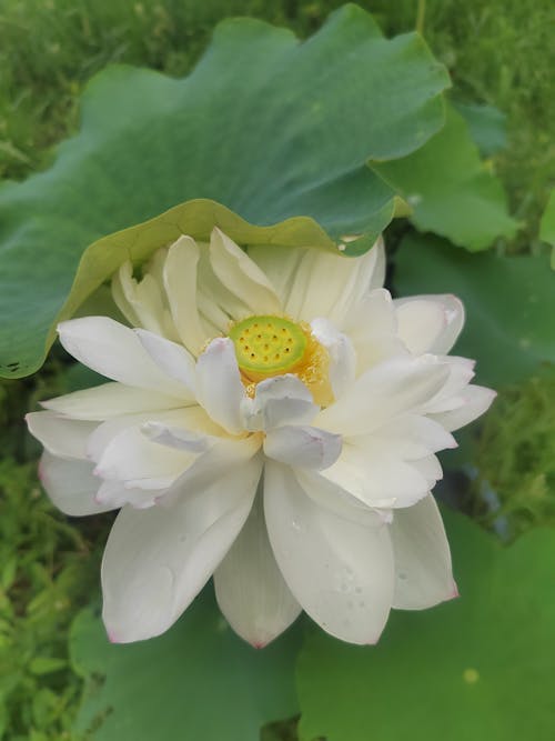 300.000+ melhores imagens de Flor De Lótus Branca · Download 100% grátis ·  Fotos profissionais do Pexels