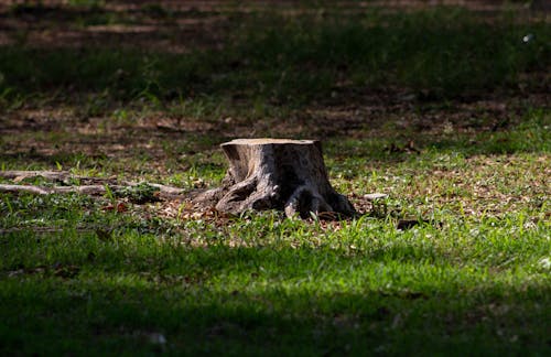 Cut Tree Trunk on Ground