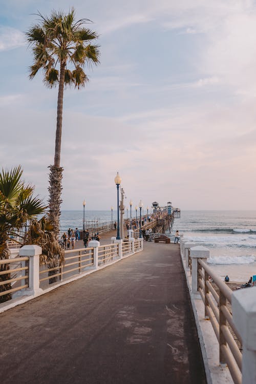 Palm Tree on Pier on Sea Coast