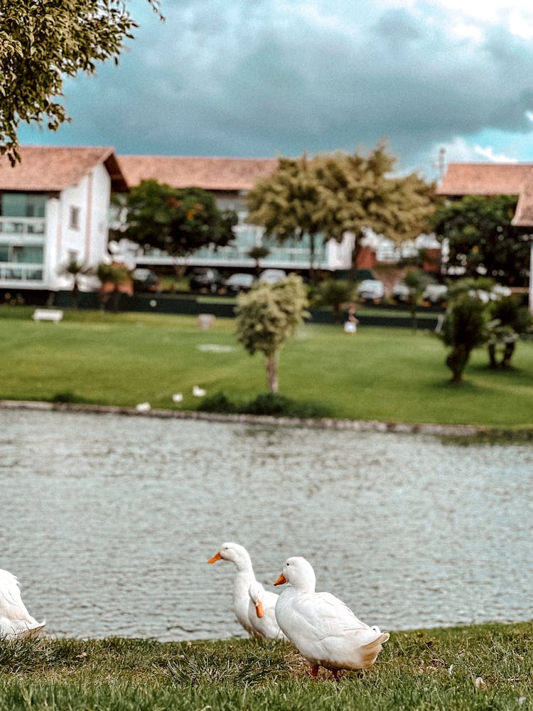 Ducks On A Riverbank