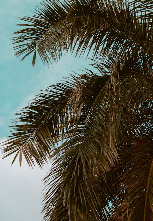 Coconut Palm Tree Leaves against Turquoise Sky