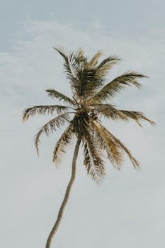 A lone palm tree stands tall against a bright sky, evoking a tropical Brazilian vibe.