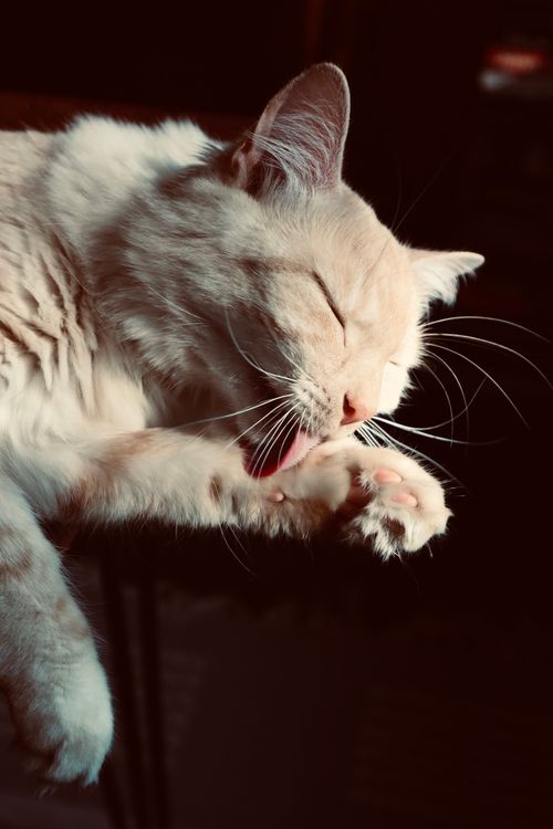 Free A cute fluffy cat licking its paw in a sunny indoor setting. Perfect portrait for pet lovers. Stock Photo