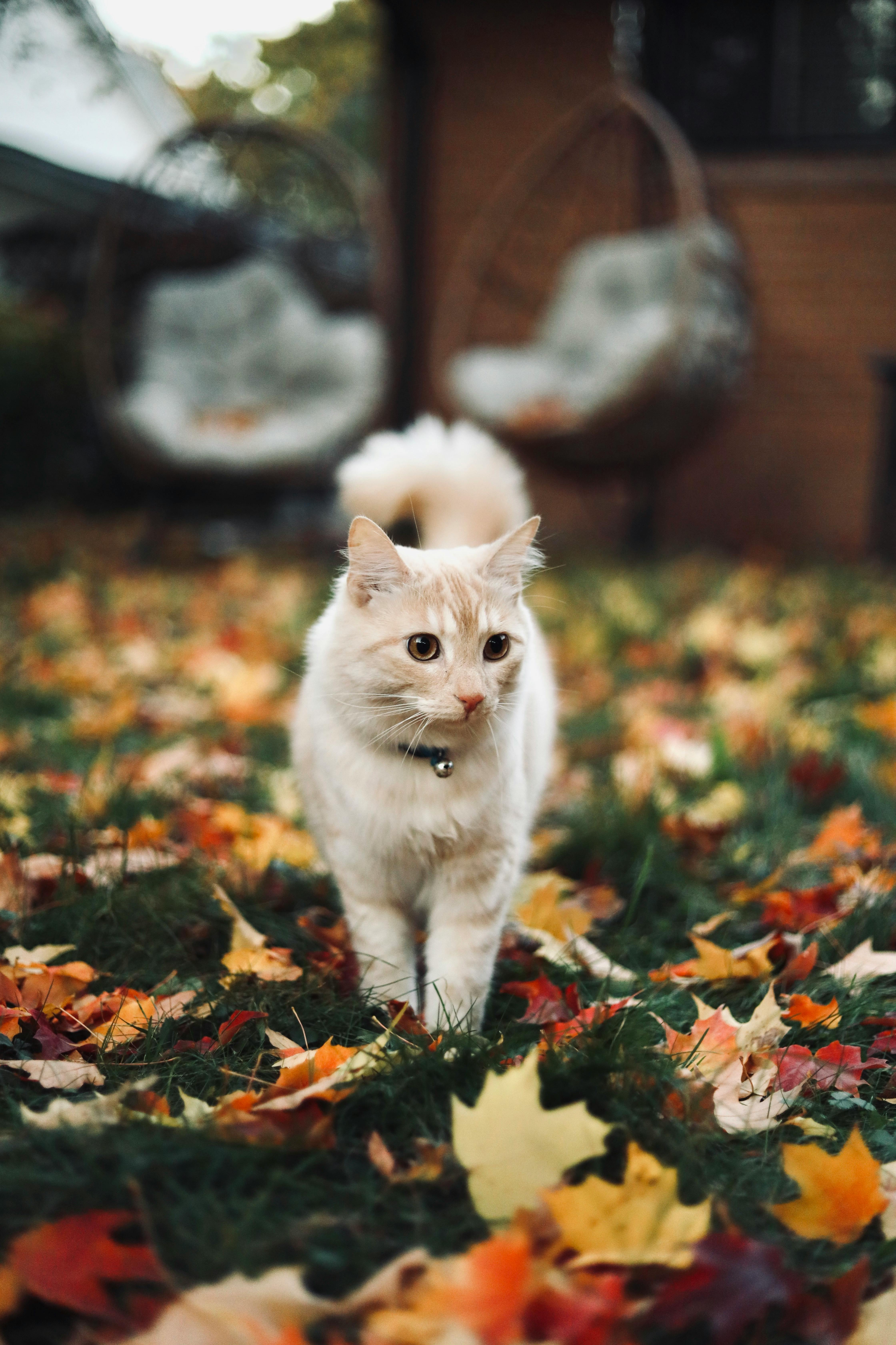Adorable cat strolling through colorful autumn leaves in a garden setting.