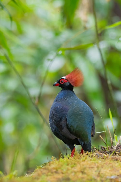 Crested Partridge in Nature