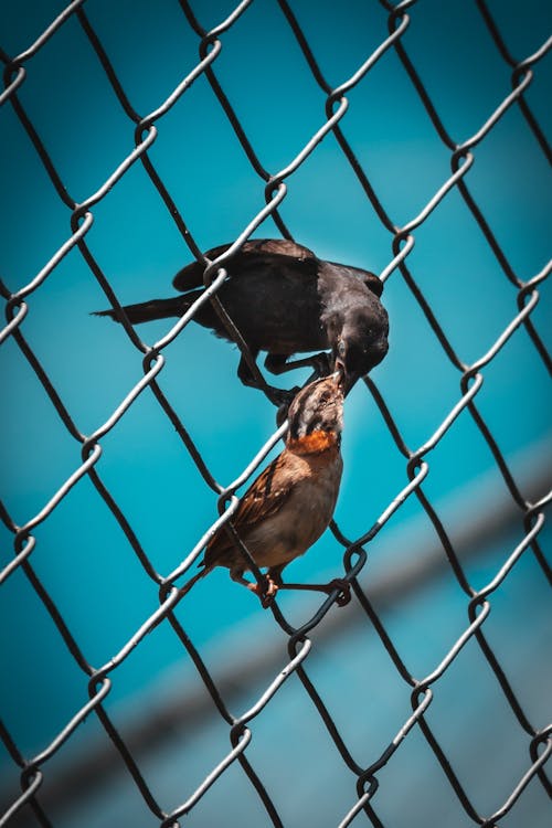 Free stock photo of blackbird, poultry