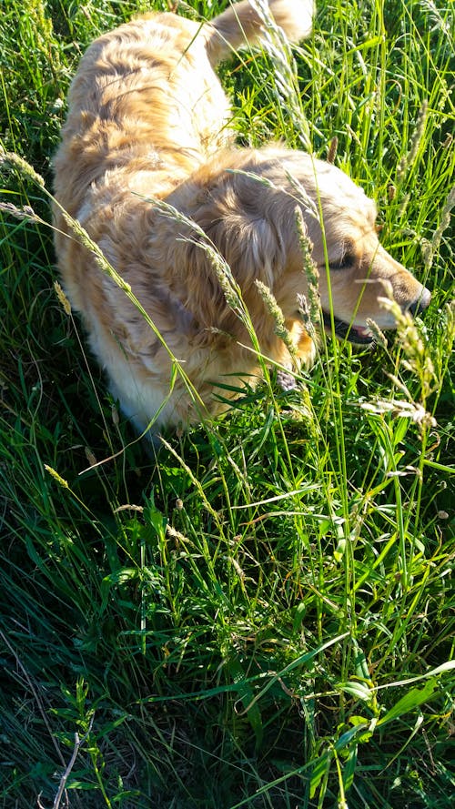 Gratis arkivbilde med åker, golden retriever, søt hund